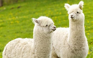 研究羊駝抗體所使用超純水機需滿足什麽數值