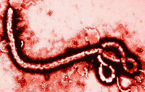 反滲透超純水機在生物病毒研究上的作用