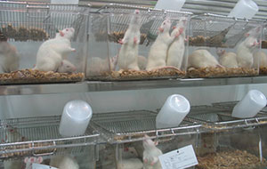 實驗室動物飲用水標準有哪些?