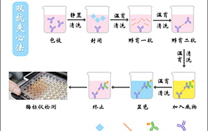 病毒研究所酶標洗板機需要用什麽樣的純水機?