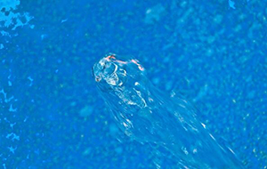 什麽是指的水中的有機物質?